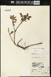 Arctostaphylos uva-ursi var. uva-ursi image