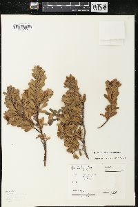 Arctostaphylos uva-ursi var. uva-ursi image