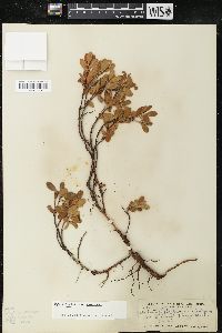 Arctostaphylos uva-ursi var. uva-ursi image