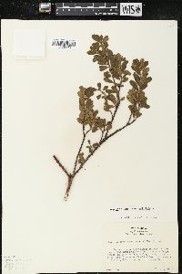 Arctostaphylos uva-ursi var. uva-ursi image