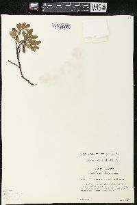 Arctostaphylos uva-ursi var. uva-ursi image