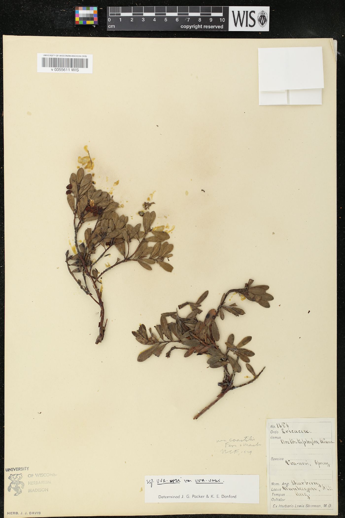 Arctostaphylos uva-ursi var. uva-ursi image