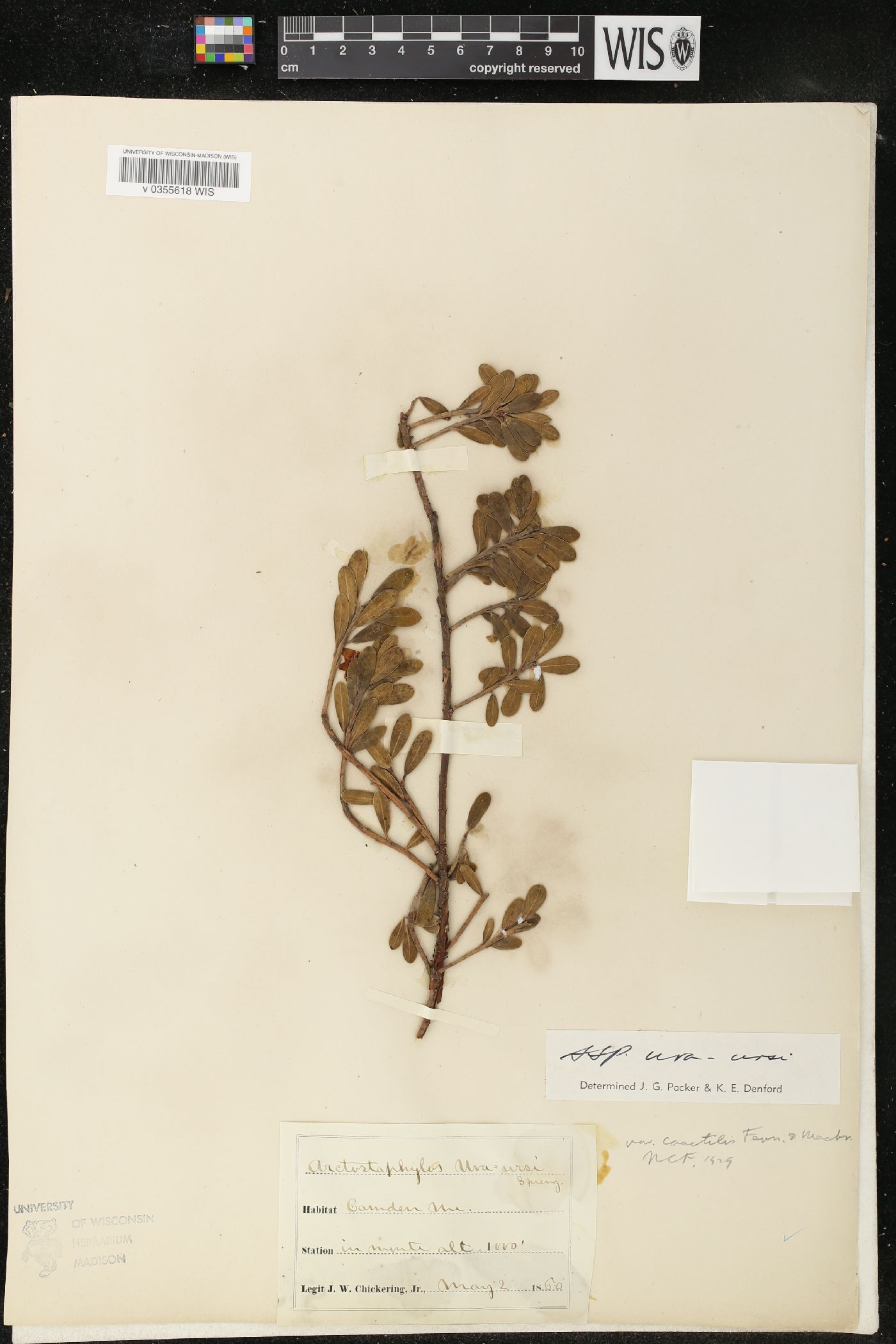 Arctostaphylos uva-ursi subsp. uva-ursi image