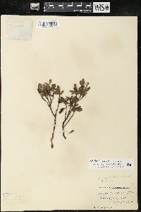 Arctostaphylos uva-ursi image