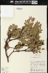 Arctostaphylos pungens image