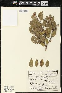 Arctostaphylos pungens image