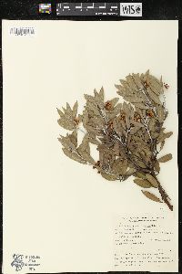 Arctostaphylos pungens image