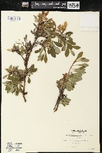 Arctostaphylos alpinus image