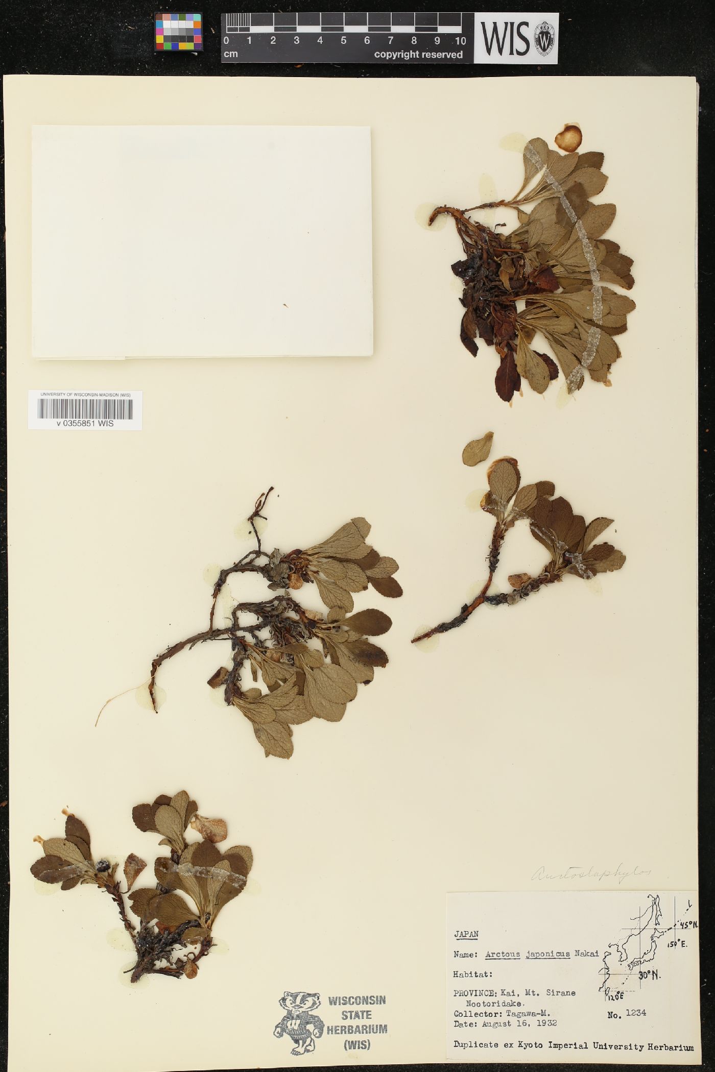 Arctous japonica image