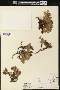 Image of Arctous japonica