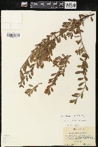 Arctostaphylos uva-ursi var. uva-ursi image