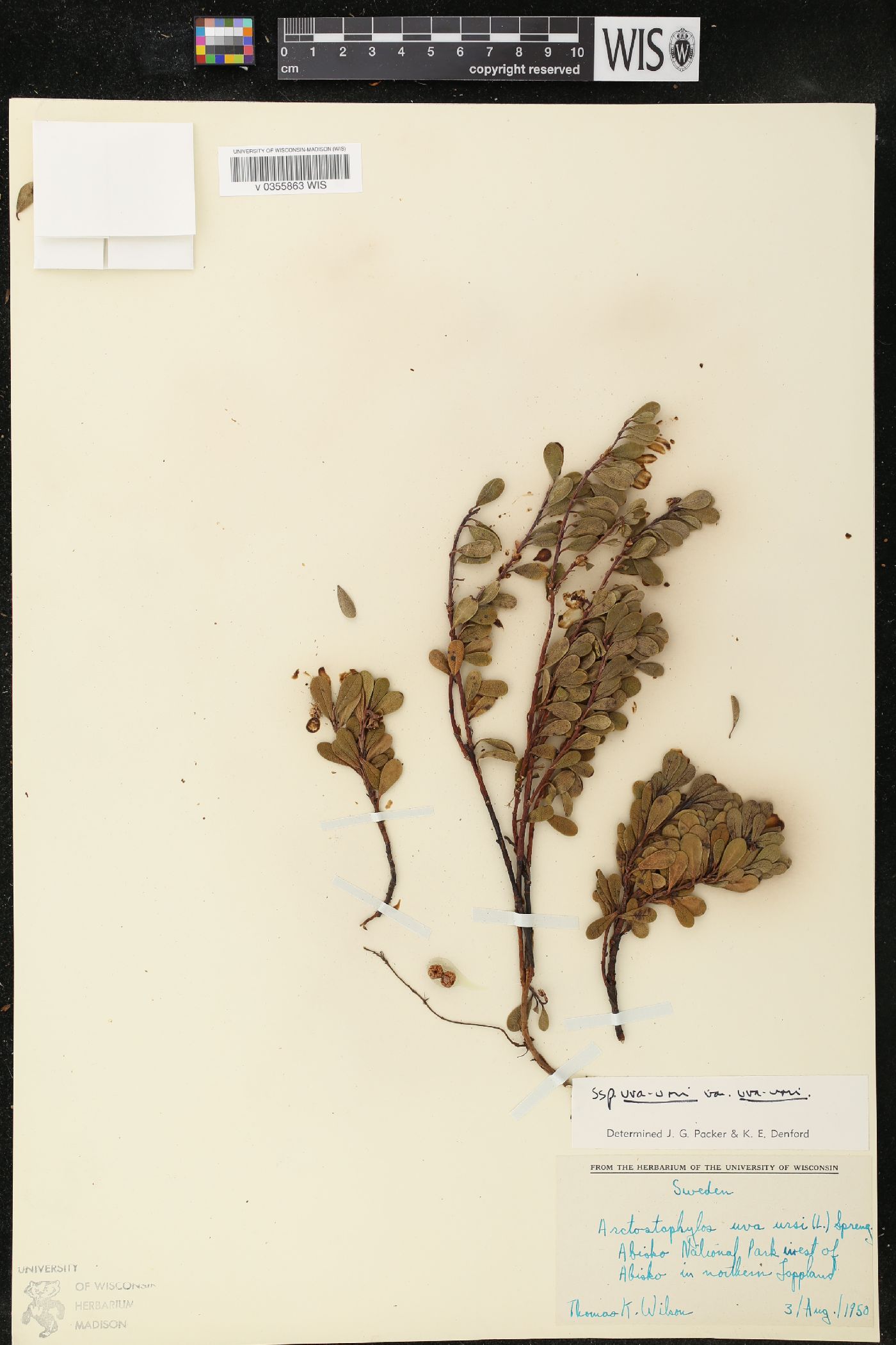 Arctostaphylos uva-ursi subsp. uva-ursi image