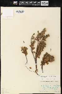 Arctostaphylos uva-ursi subsp. uva-ursi image