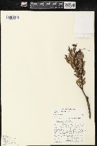 Image of Bejaria resinosa