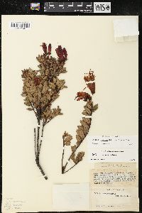 Bejaria resinosa image