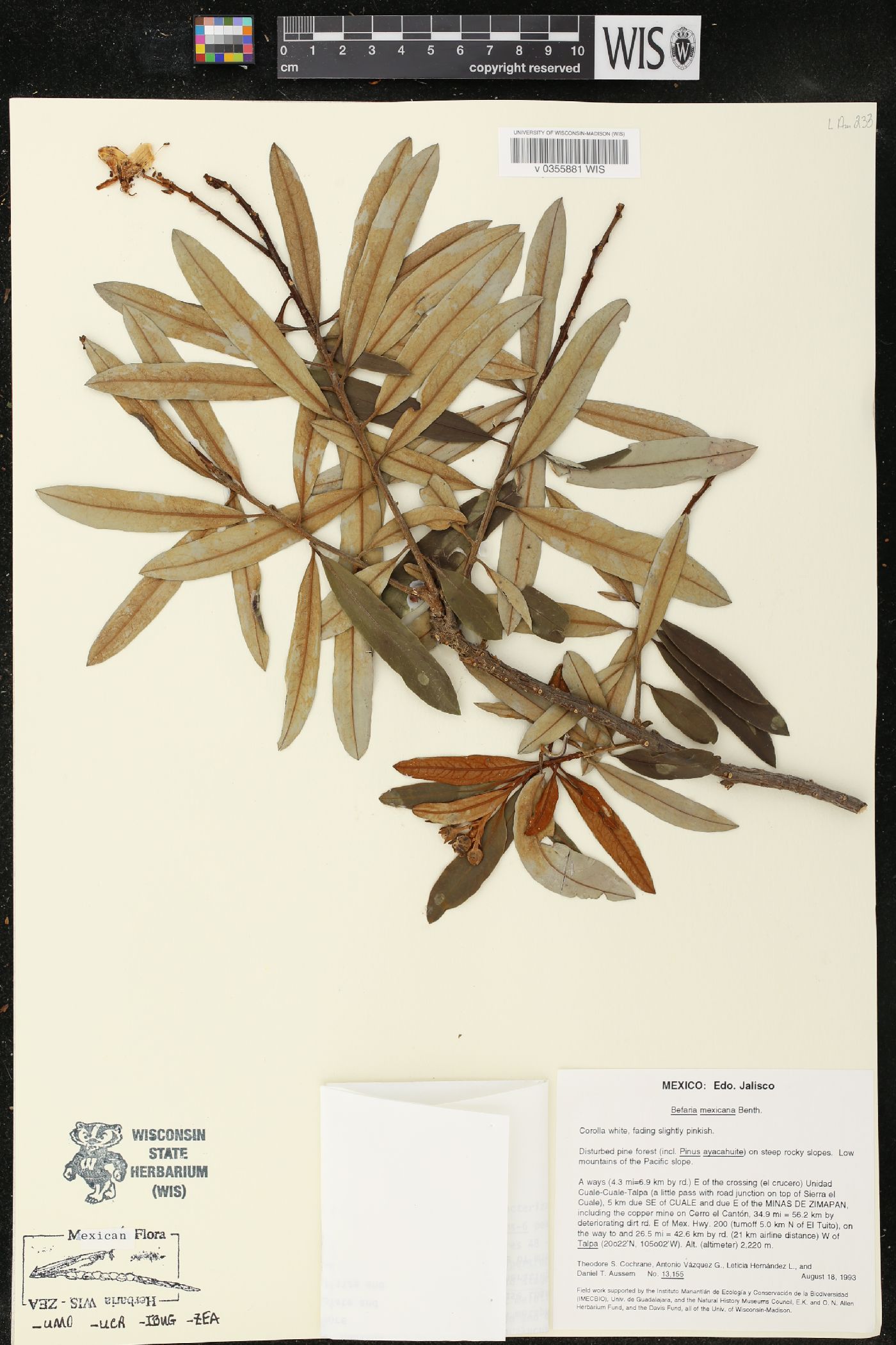 Befaria mexicana image