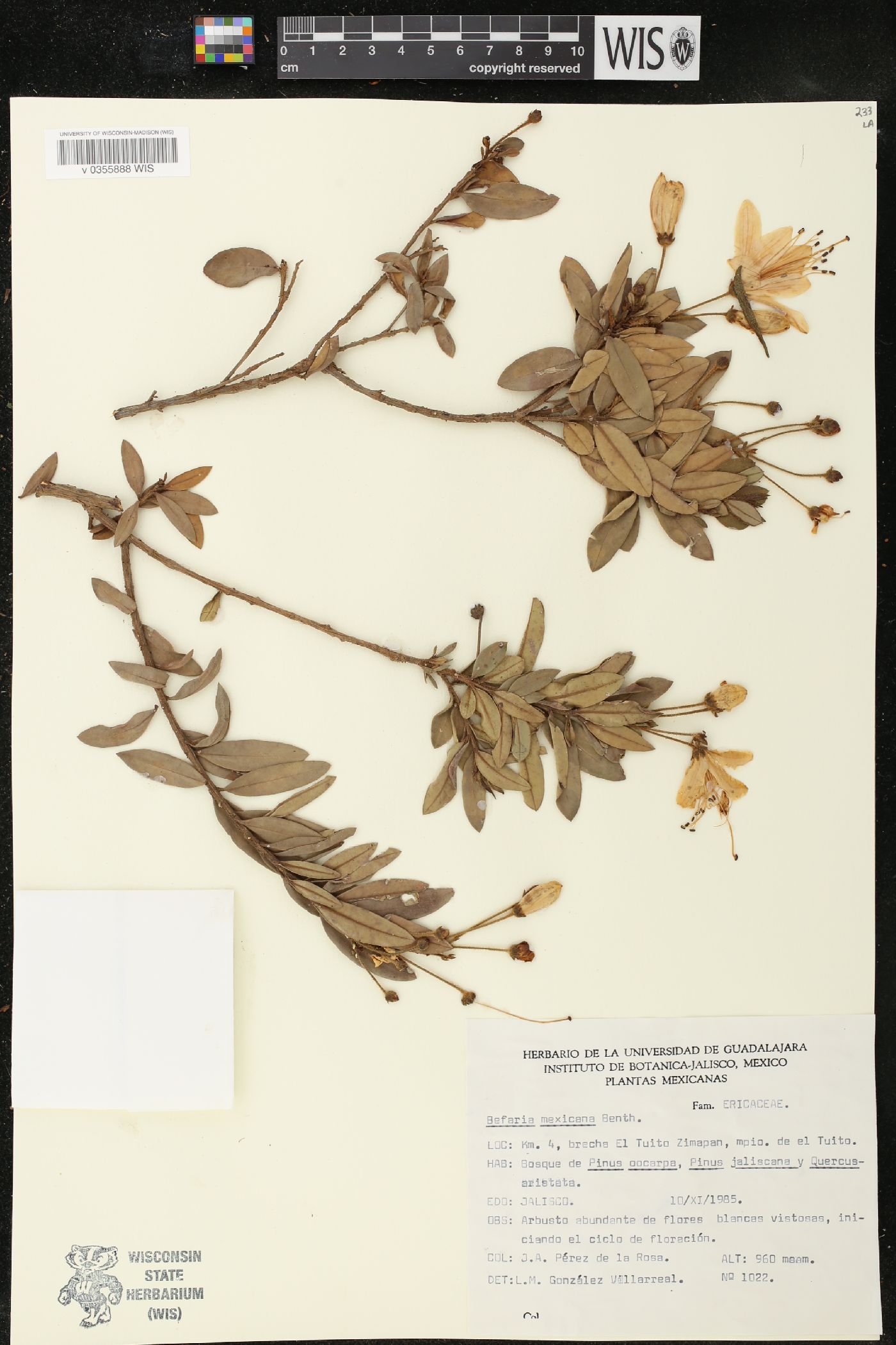 Befaria mexicana image