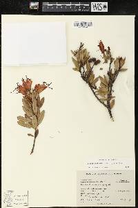 Bejaria mathewsii image