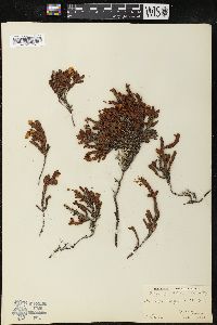 Cassiope tetragona image