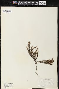 Cassiope tetragona image