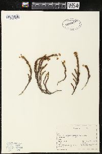 Cassiope tetragona image