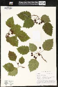 Crataegus pedicellata image