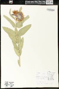 Asclepias speciosa image