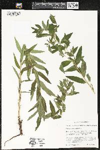 Lithospermum officinale image