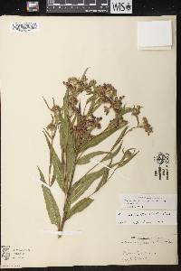 Vernonia fasciculata image