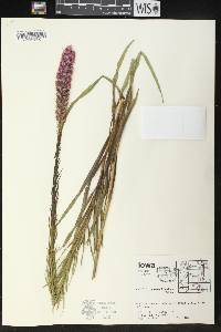 Liatris pycnostachya image