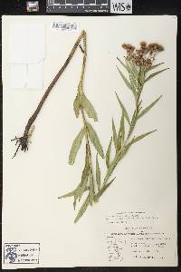 Vernonia fasciculata subsp. corymbosa image