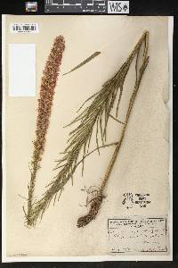 Liatris pycnostachya image