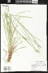 Carex swanii image