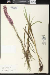 Liatris pycnostachya image