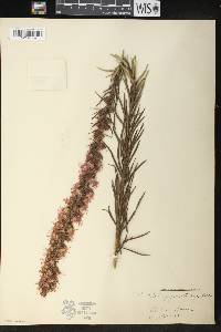 Liatris pycnostachya image