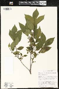 Rhamnus alnifolia image