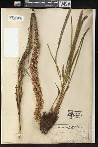 Liatris pycnostachya image