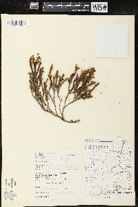 Cassiope tetragona image