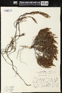 Cassiope ericoides image