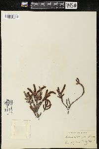 Cassiope tetragona image