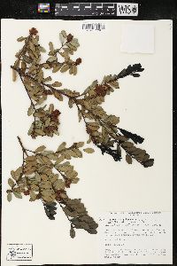 Image of Cavendishia capitulata