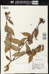 Cavendishia crassifolia image