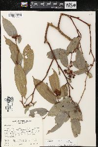 Cavendishia crassifolia image