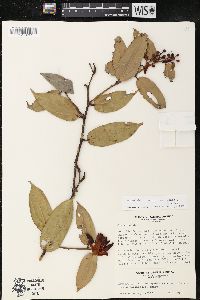 Cavendishia crassifolia image