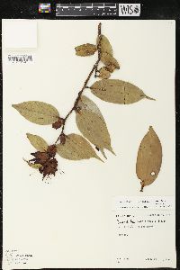 Cavendishia crassifolia image