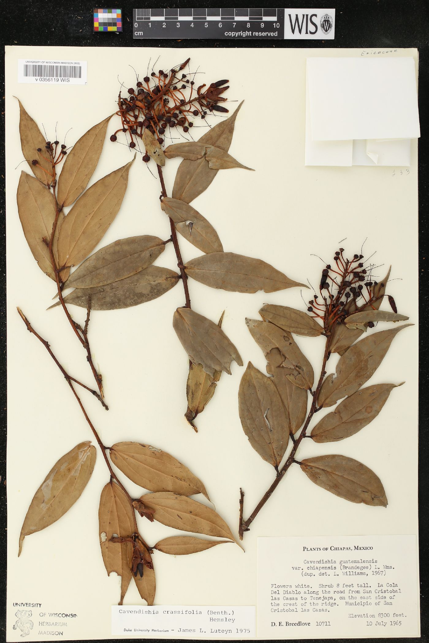 Cavendishia chiapensis image