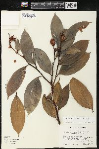 Cavendishia crassifolia image