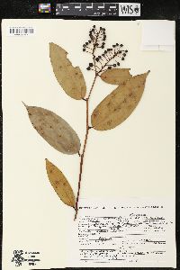 Cavendishia crassifolia image