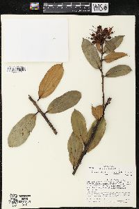 Cavendishia crassifolia image