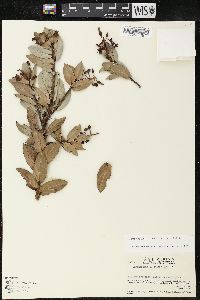 Image of Cavendishia quercina
